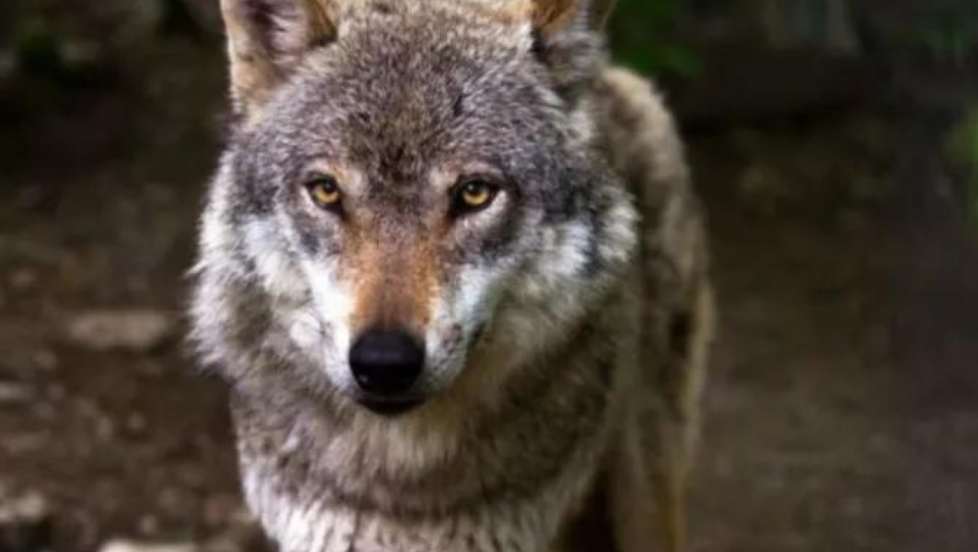 Λύκος «κόβει» βόλτες στην πόλη της Πτολεμαΐδας - Δείτε βίντεο