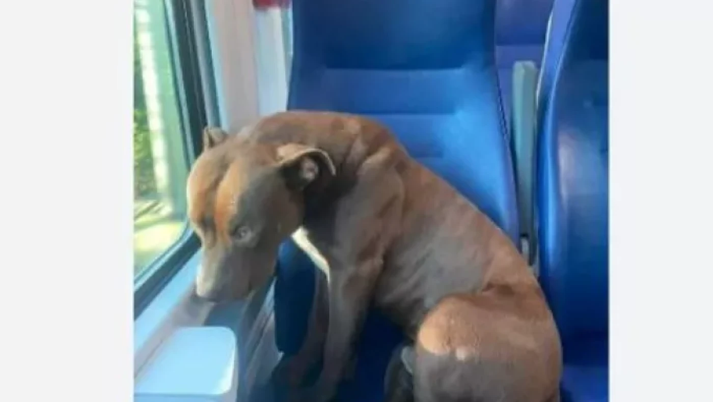 Πίτμπουλ μπήκε κρυφά και χωρίς συνοδό σε τρένο - Ταξίδεψε μόνο του μέχρι τη Βενετία