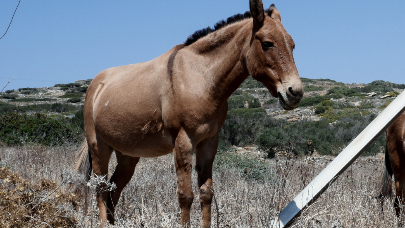 Σέριφος: Άφησαν μουλάρι να ξεψυχήσει σφαδάζοντας