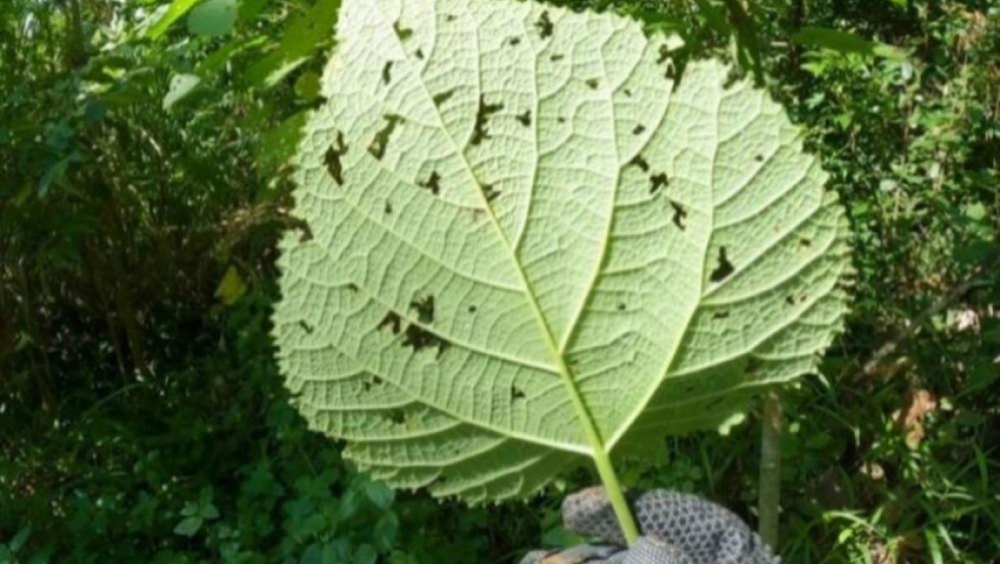 Αυστραλία: Τσιμπήθηκε από το πιο θανατηφόρο φυτό του κόσμου, η άτυχη γυναίκα  μίλησε για την εμπειρία της