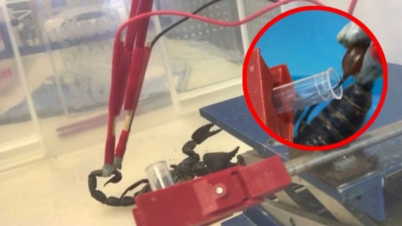 Το δηλητήριο του σκορπιού είναι το πιο ακριβό υγρό στον κόσμο