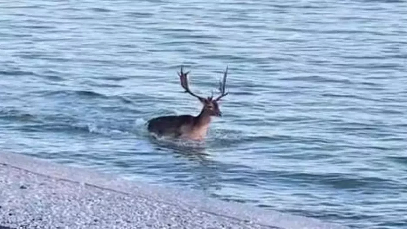Λέσβος: Ελάφι κολυμπάει στον Κόλπο της Γέρας