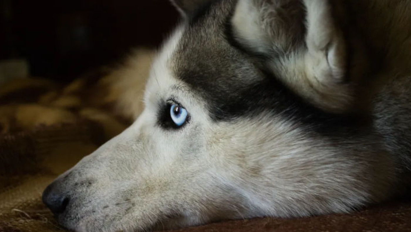 Αράχωβα: Ποινική δίωξη για τον θάνατο του Όλιβερ-Καταρρέει ο ισχυρισμός της αγέλης