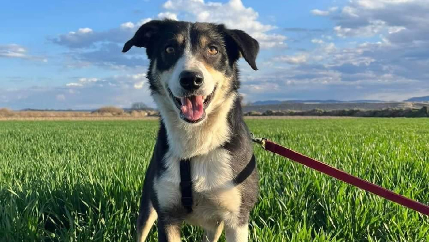 Έβρος: Βρήκε τη σκυλίτσα του ένα χρόνο μετά στη... Σερβία!