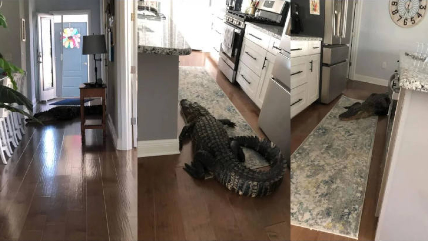 ΗΠΑ: Γυναίκα βρήκε... αλιγάτορα μέσα στην κουζίνα της!