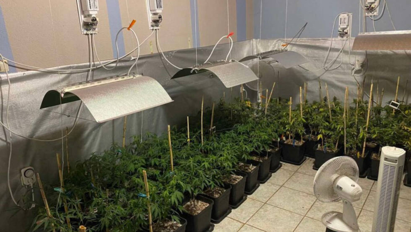 Θεσσαλονίκη: Εργαστήριο καλλιέργειας κάνναβης με 347 δενδρύλλια μέσα σε σπίτι