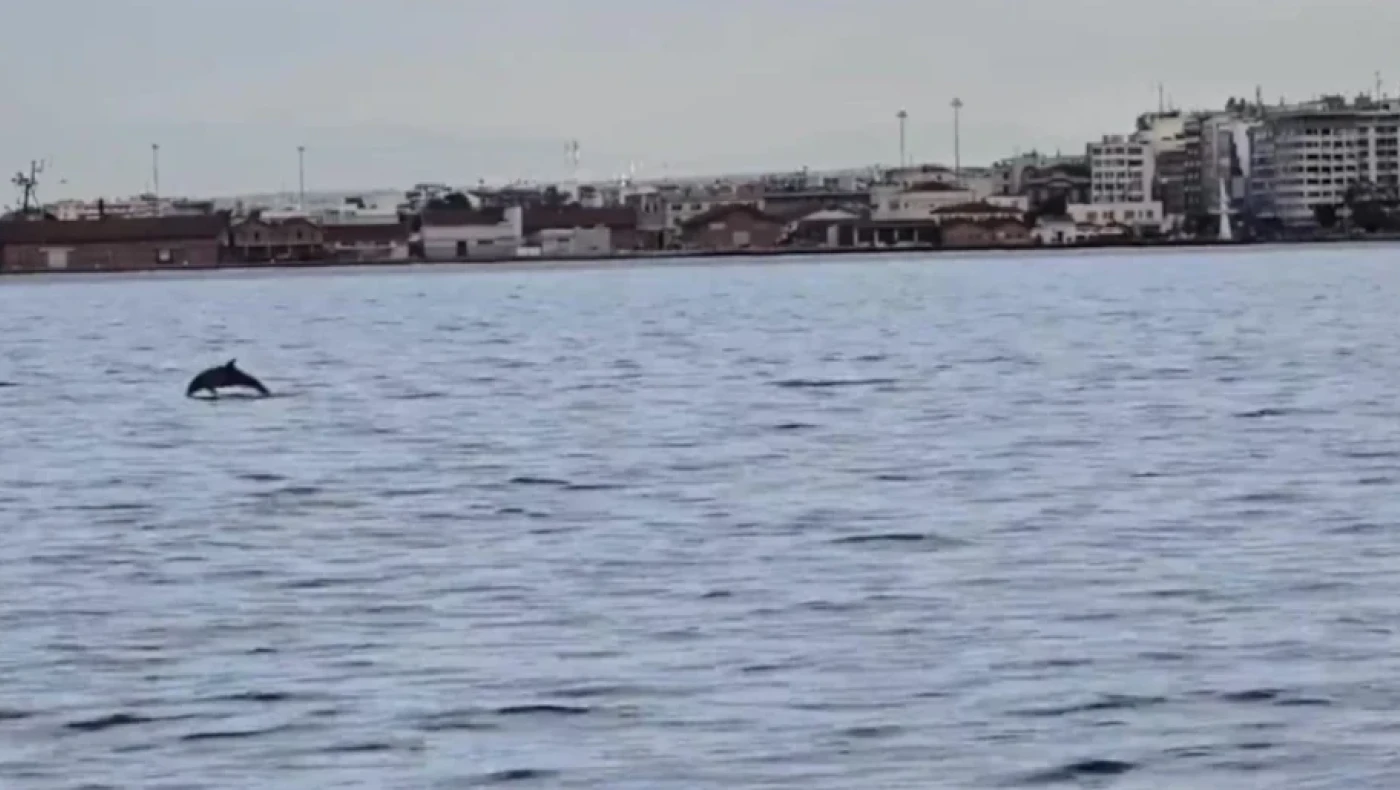 Θεσσαλονίκη: Πρωινές... βόλτες για δελφίνια στον Θερμαϊκό (vid)