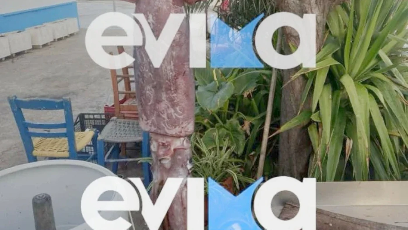 Εύβοια: Έπιασαν καλαμάρι... 15 κιλών! (pic)