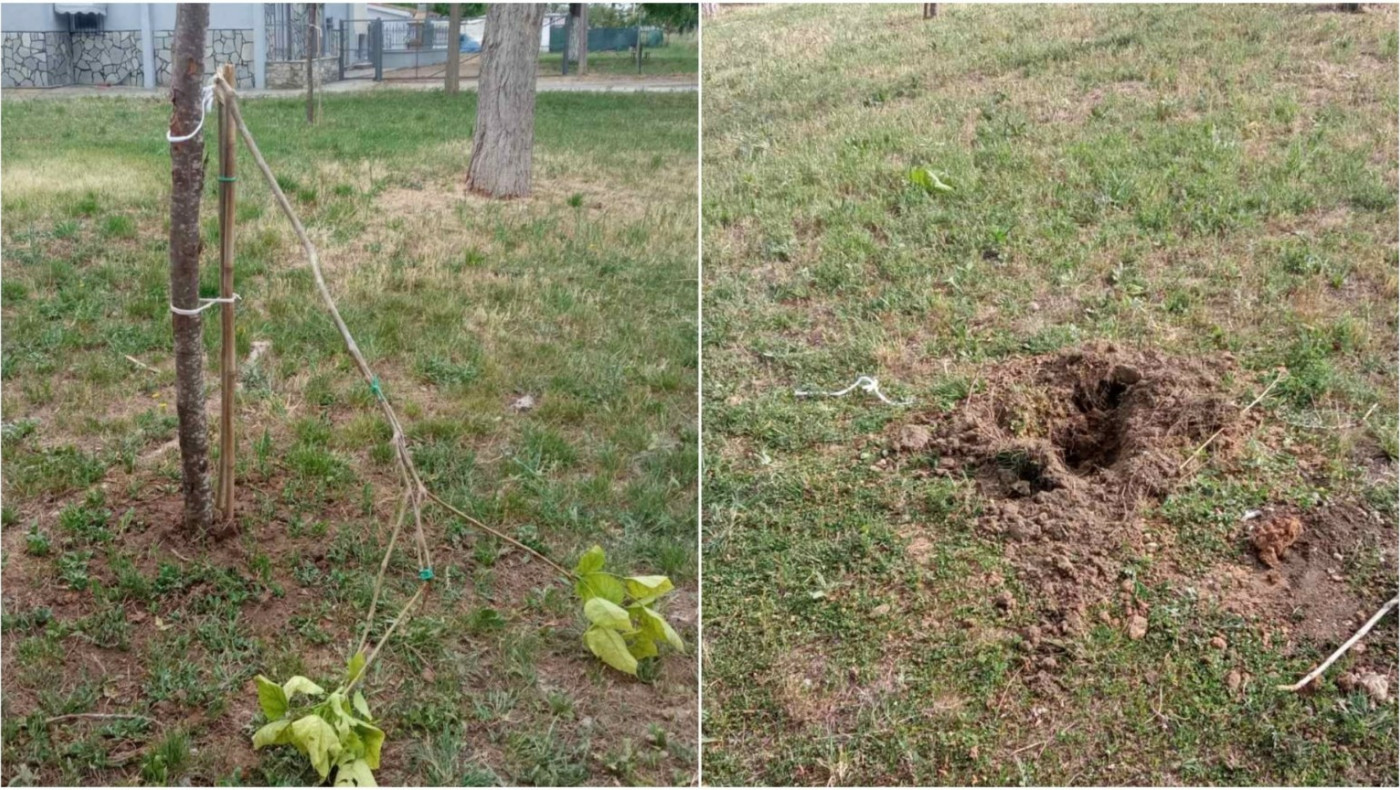 Θεσσαλονίκη: Ξερίζωσαν δέντρα που είχαν φυτευτεί στη μνήμη των θυμάτων των Τεμπών!
