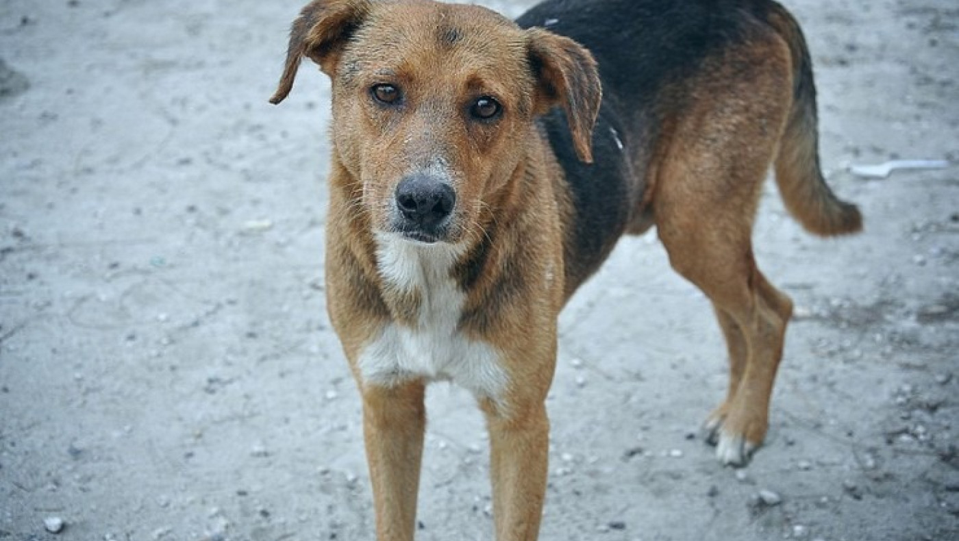 Θεσσαλονίκη: 85χρονος πυροβόλησε αδέσποτο σκύλο
