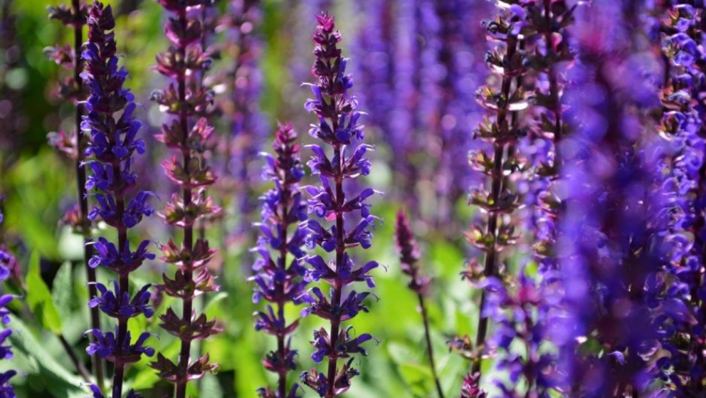 Σάλβια: Ποιο είναι το ναρκωτικό που πωλείται ακόμα και στο Amazon και σαρώνει