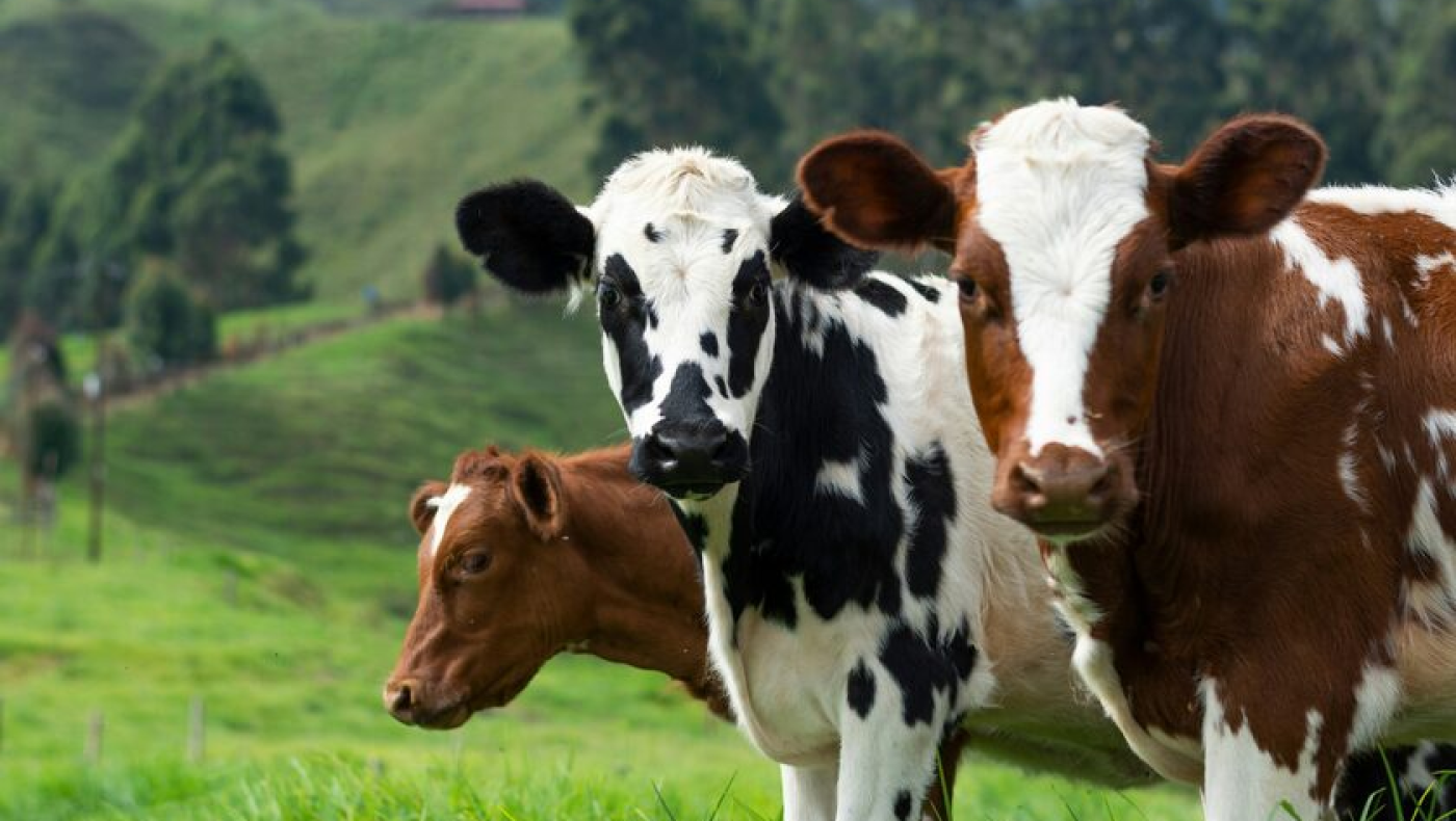 Σκωτία: Επιβεβαιώθηκε κρούσμα της νόσου των τρελών αγελάδων