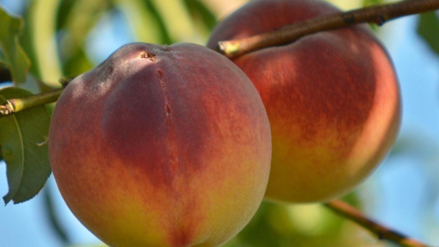 Αυτά είναι τα μέτρα στήριξης των ροδακινοπαραγωγών