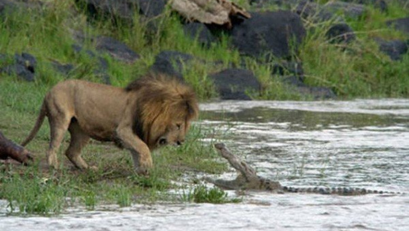 Τρία λιοντάρια επιτίθενται σε κροκόδειλο (video)