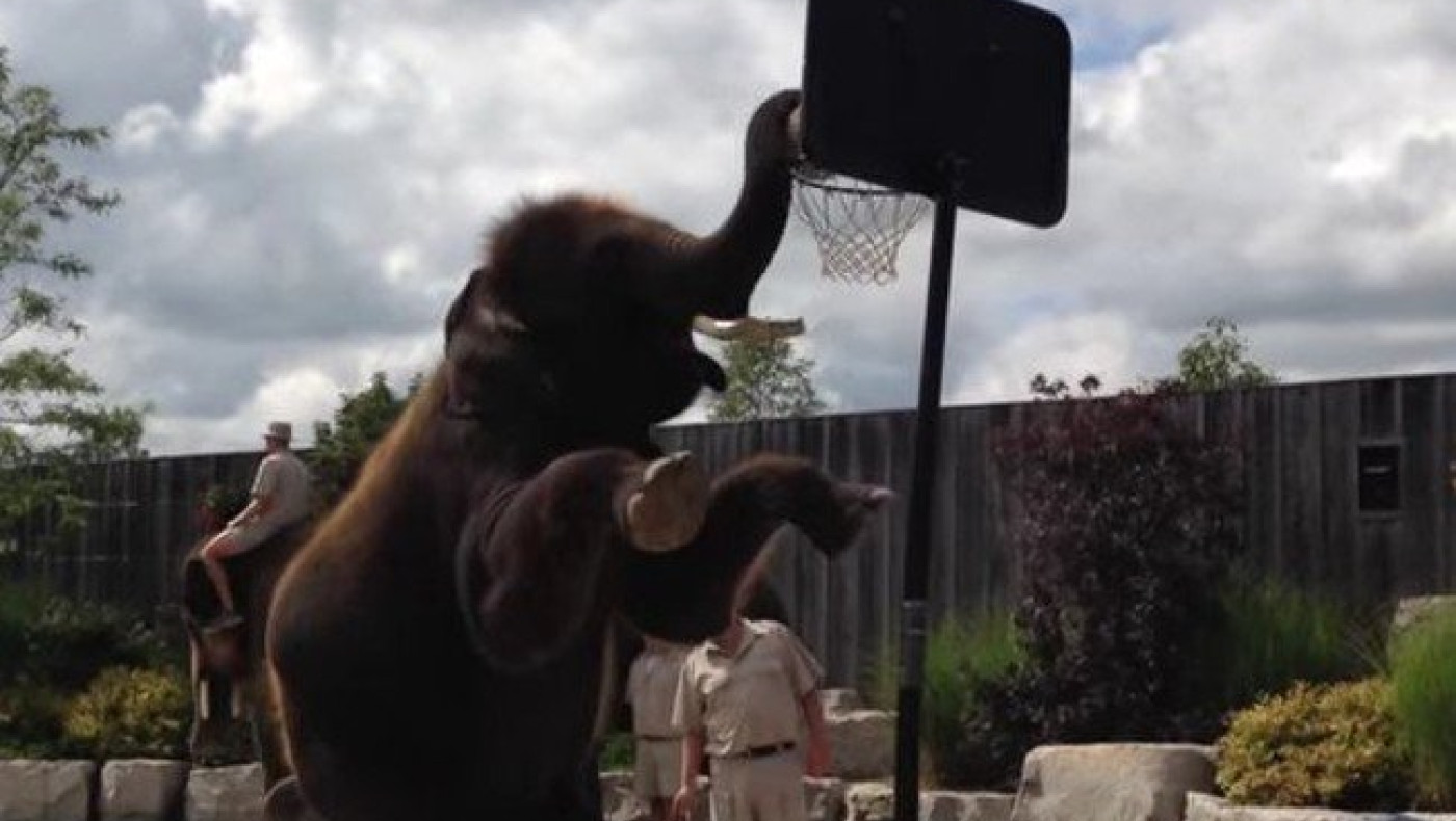 O ελέφαντας που καρφώνει! (video)