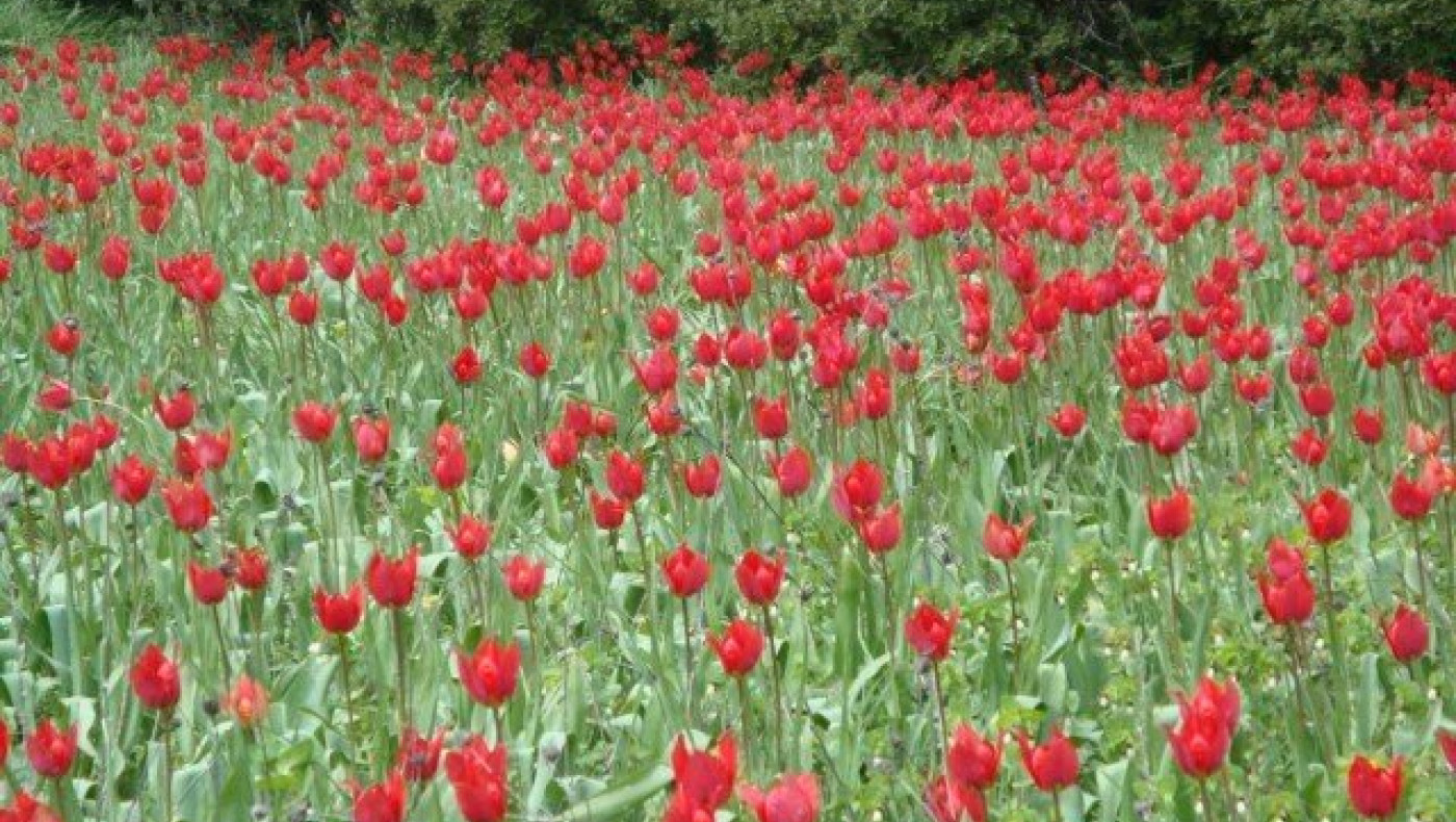 Οι πανέμορφες τουλίπες της Χίου σε ένα μαγικό βίντεο!