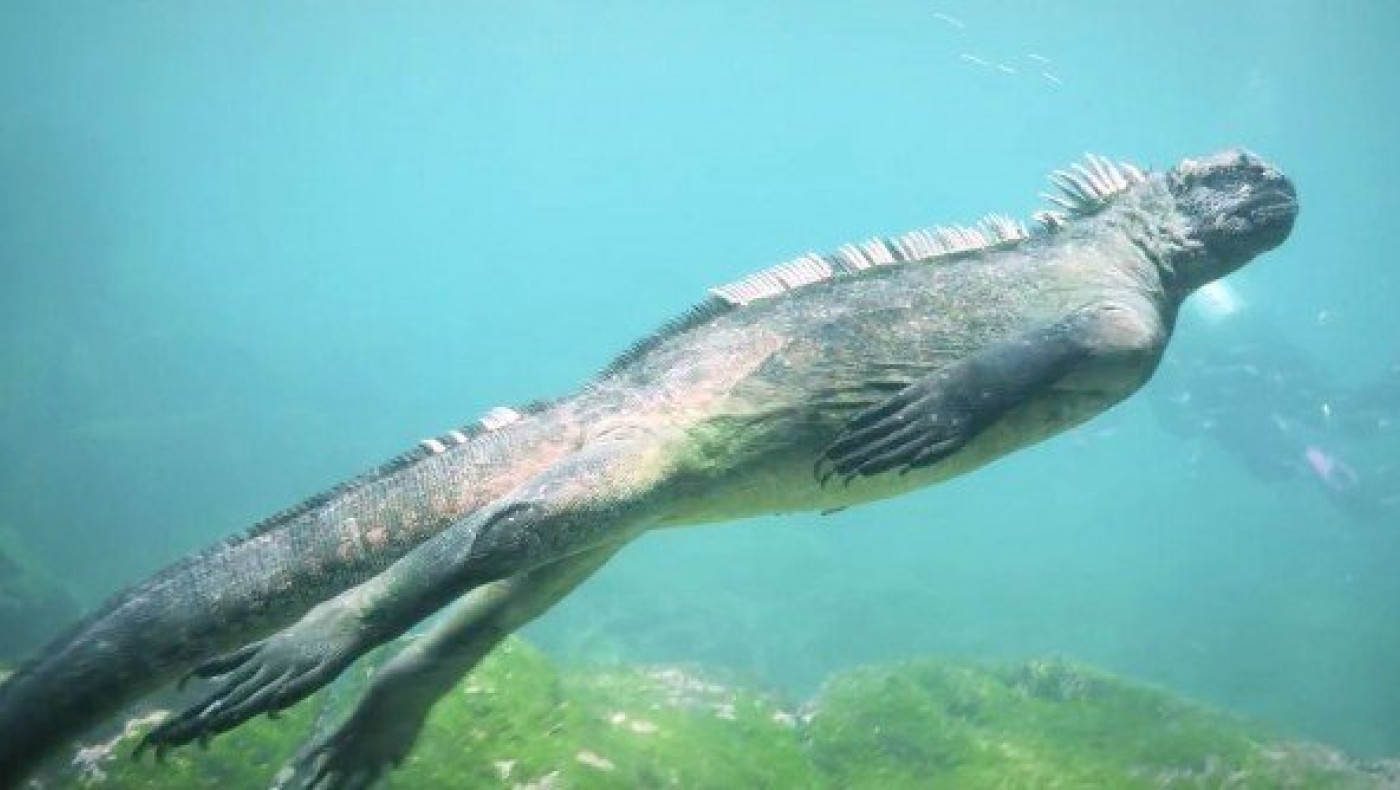 Δύτες κολυμπούν δίπλα σε θαλάσσιο ιγκουάνα! (video)