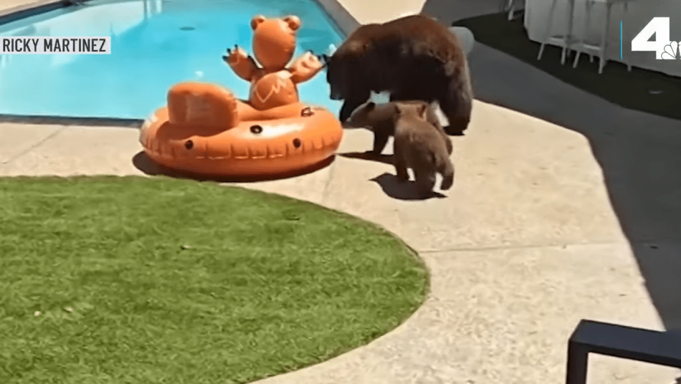 Καλιφόρνια: Viral τα παιχνιδάκια μαμάς-αρκούδας σε... πισίνα  (vids)