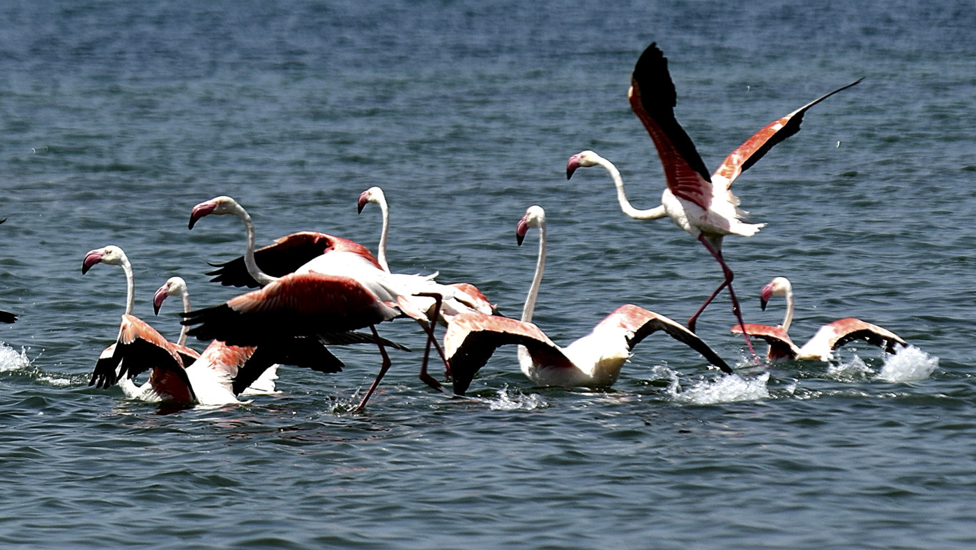 Ινδία: Δεκάδες φλαμίνγκο σκοτώθηκαν σε σύγκρουση με αεροπλάνο