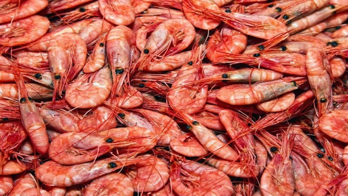 Κοντέινερ με γαρίδες στον Πειραιά έκρυβε… πάνω από 200 κιλά κοκαΐνης!