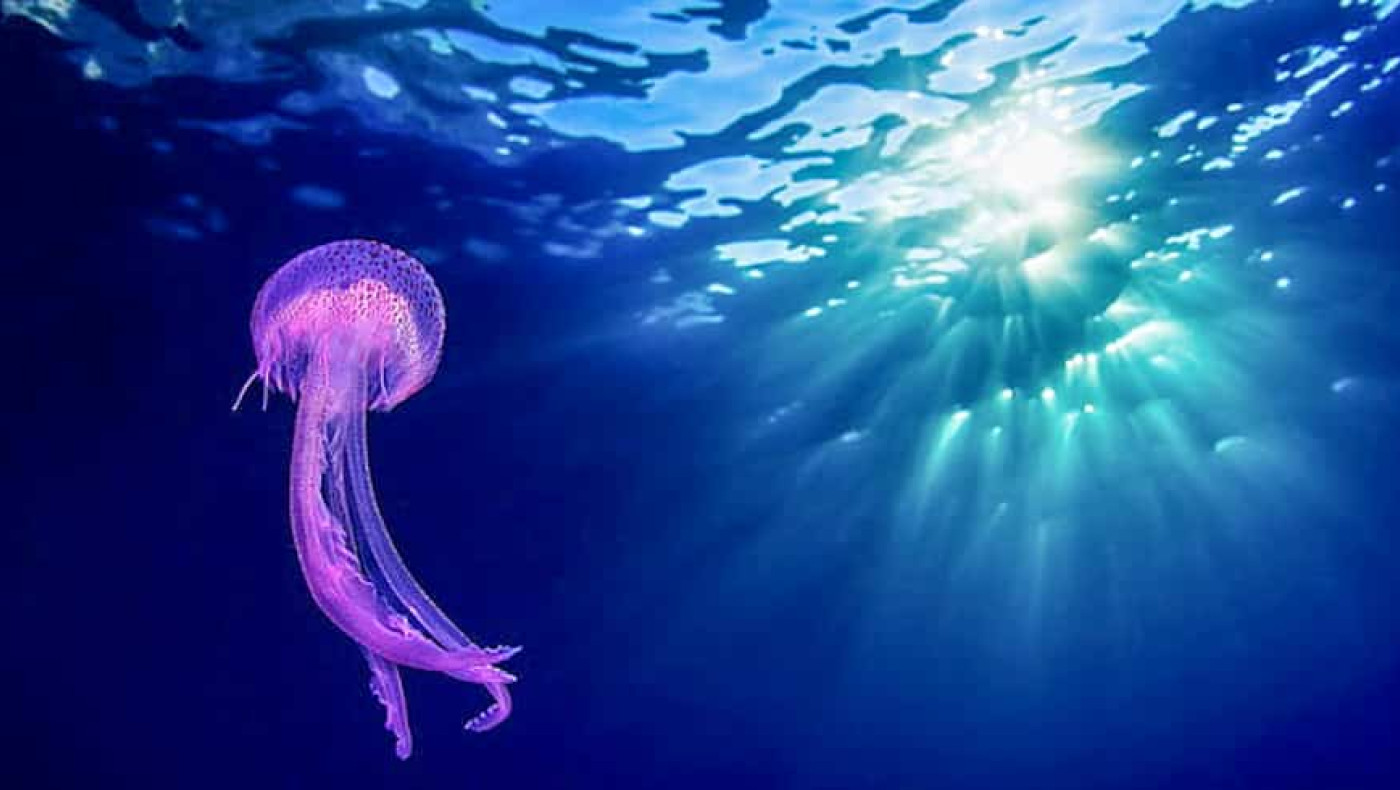 Μωβ μέδουσες: Ελεύθερες από τις Πελαγίδες οι ελληνικές παραλίες