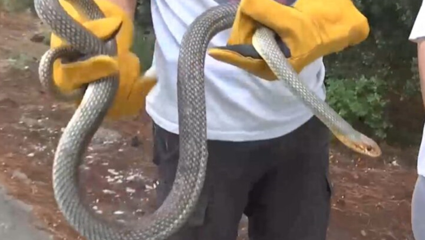 Θεσσαλονίκη: Εντοπίστηκε φίδι δύο μέτρων σε ντουζιέρα σε σπίτι