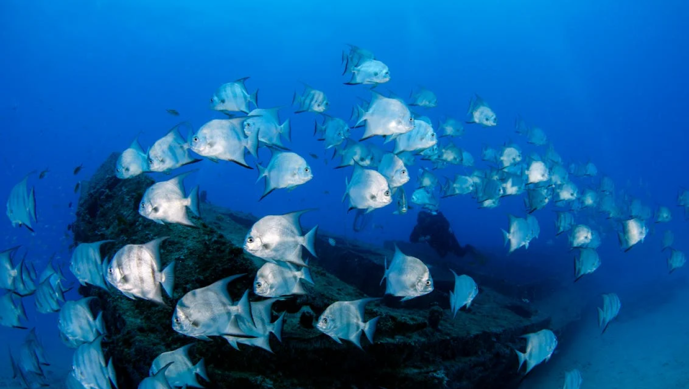 Στυλίδα: Ψαράς έπιασε υπερσπάνιο ψάρι με καταγωγή από τον Ατλαντικό!