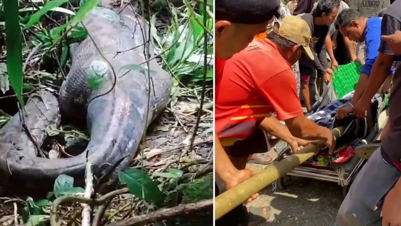 Ινδονησία: Τραγικός θάνατος γυναίκας- Την κατάπιε γιγαντιαίος πύθωνας