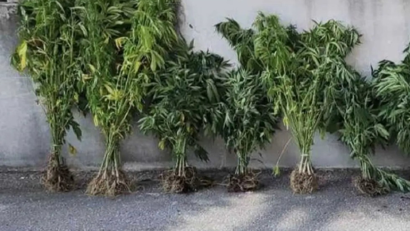 Θεσσαλονίκη: Καλλιεργούσε σε... γλάστρες 143 δενδρύλλια κάνναβης
