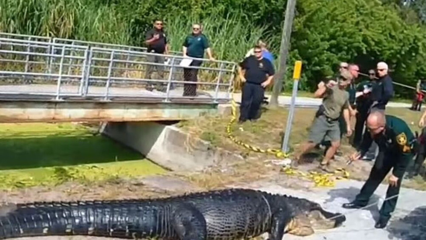 Αλιγάτορας κατασπάραξε 41χρονη - Βρέθηκαν  τα λείψανά της στην κοιλιά του