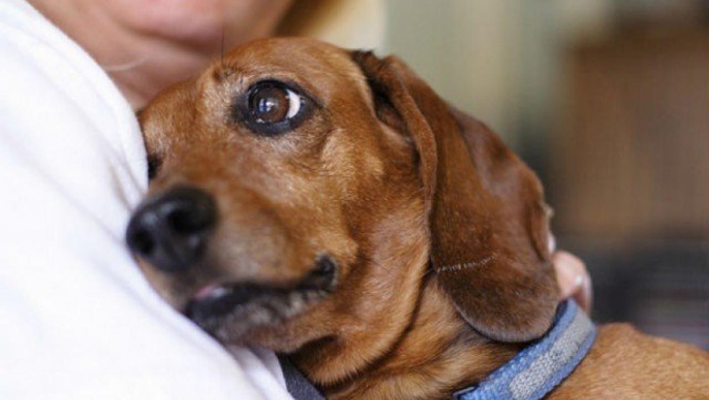 Φρίκη στην Ξάνθη: Έδεσε σκυλί στο ΙΧ & το έσερνε μέσα στο δρόμο (ΦΩΤΟ)