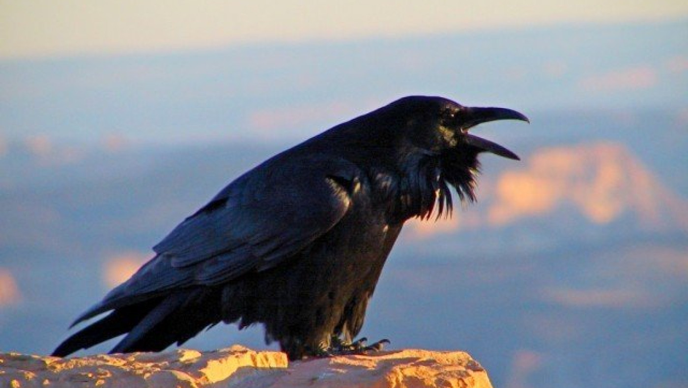 Με διαπλεκόμενους διαιτητές η εξυγίανση θα αργήσει