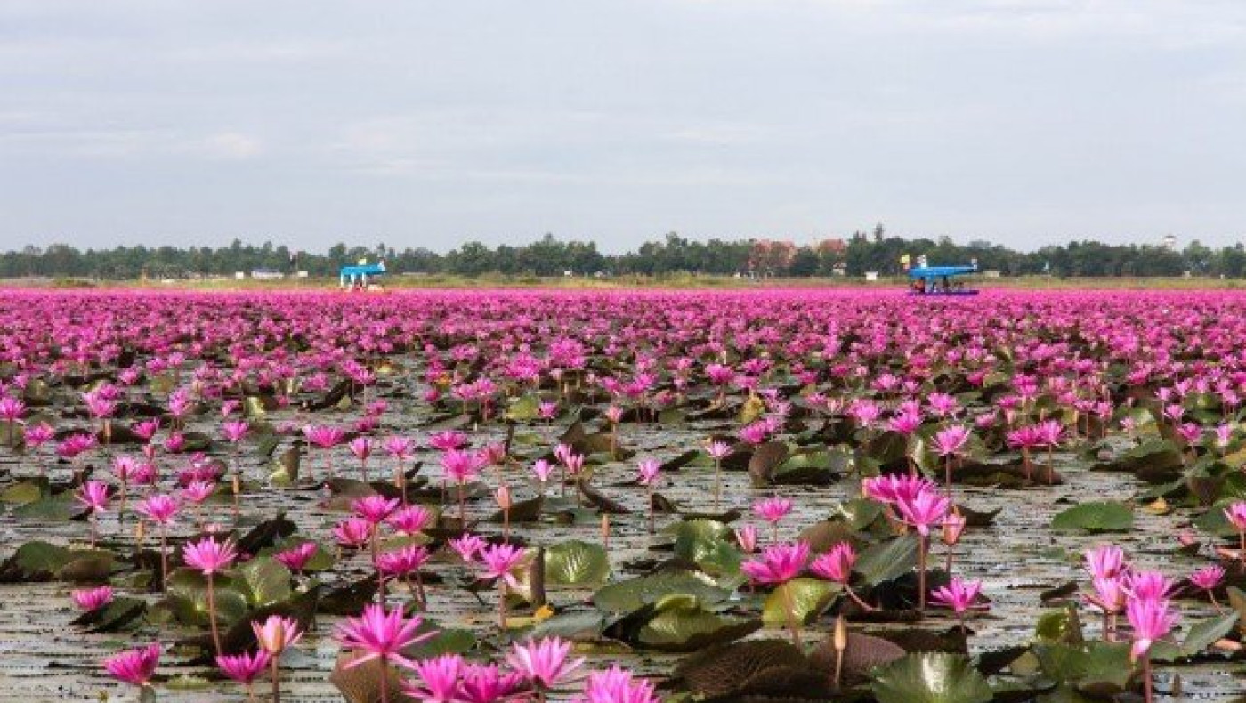 Nong Han Kumphawapi: Η υπέροχη λίμνη των λωτών στην Ταϋλάνδη!