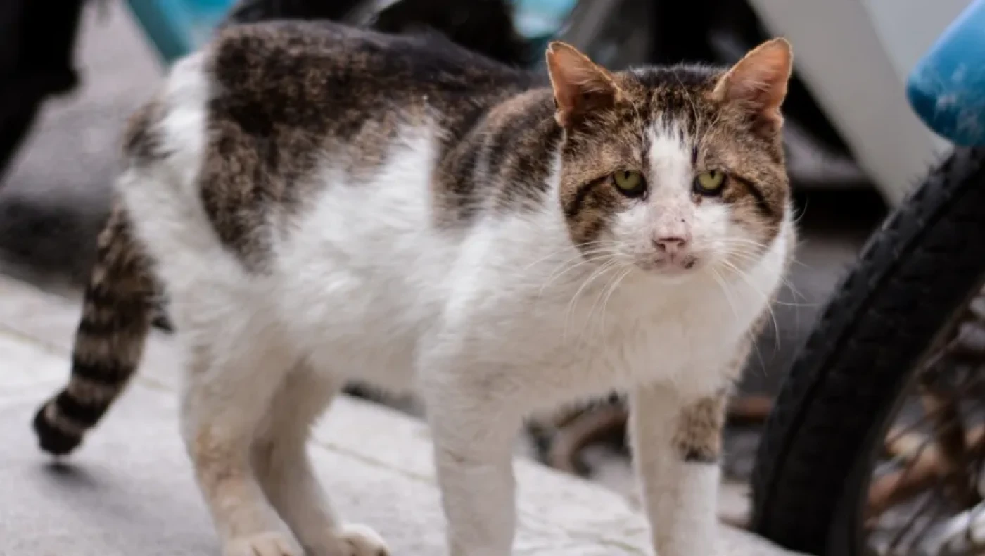 Θεσσαλονίκη: Ζευγάρι κρατούσε 51 γάτες σε άθλιες συνθήκες για να τις... φάει!