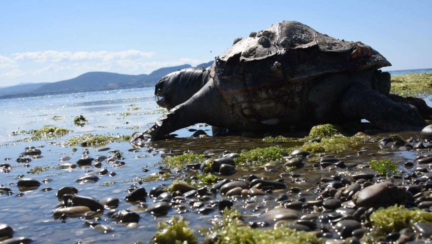 Μάνη: Θαλάσσια χελώνα επιτέθηκε και δάγκωσε λουόμενη