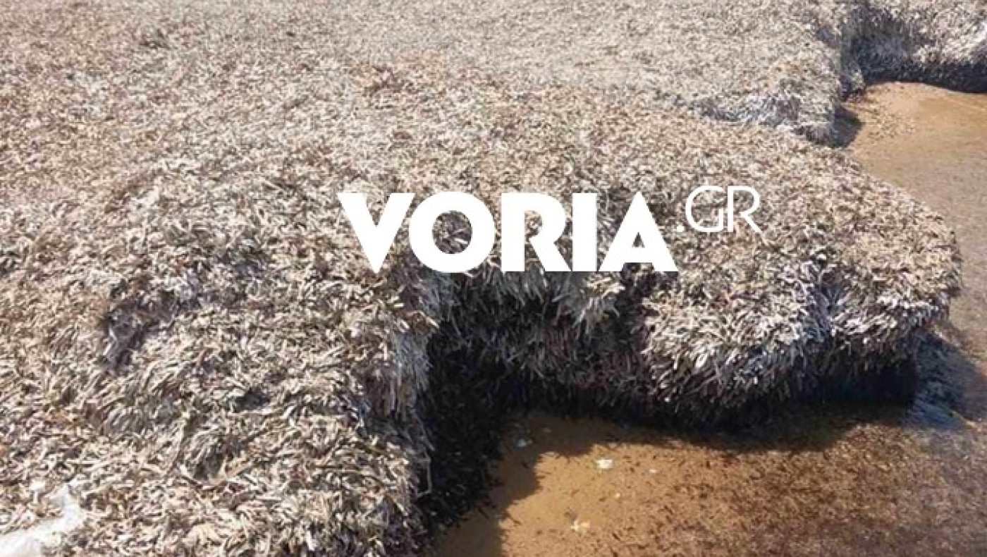 Ποτίδαια: Χερσόνησοι... φυκιών κατέκλυσαν πολυσύχναστη παραλία!