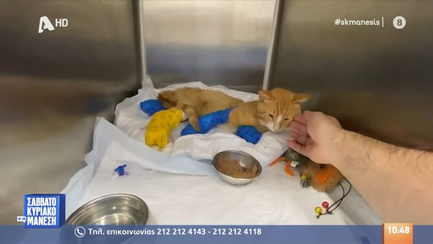 Νέα κτηνωδία στη Θεσσαλονίκη: Έκοψαν τα τρία πόδια από γατάκι!