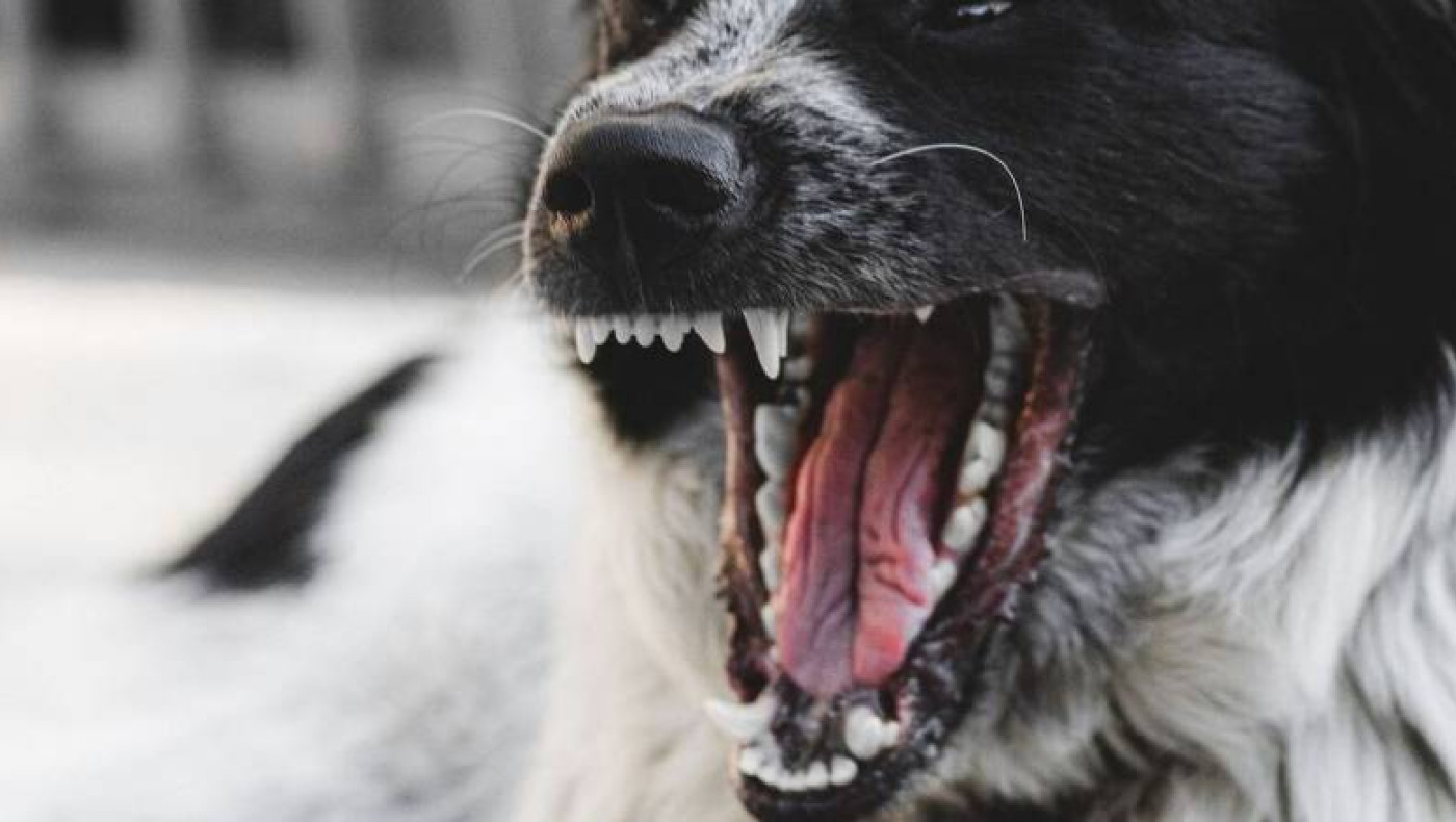 Ωραιόκαστρο: Σκύλος δάγκωσε δύο άτομα-Συνελήφθη 49χρονη γυναίκα