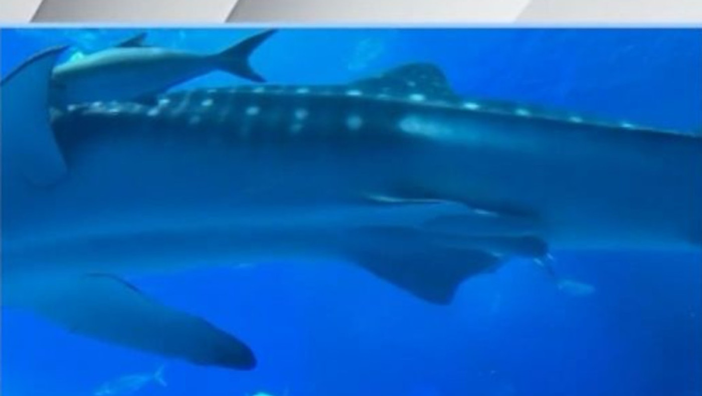 «Η Τουρκία ετοιμάζει θαλάσσιο πάρκο στο Αιγαίο -Τι γράφει η Γενί Σαφάκ