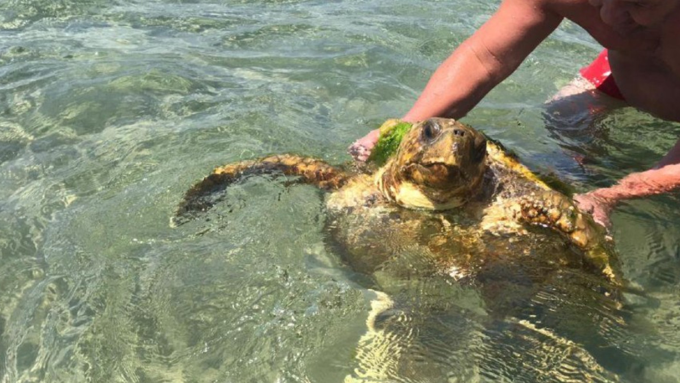 Θεσσαλονίκη: Τεράστια χελώνα κολυμπούσε δίπλα σε λουόμενους (vid)