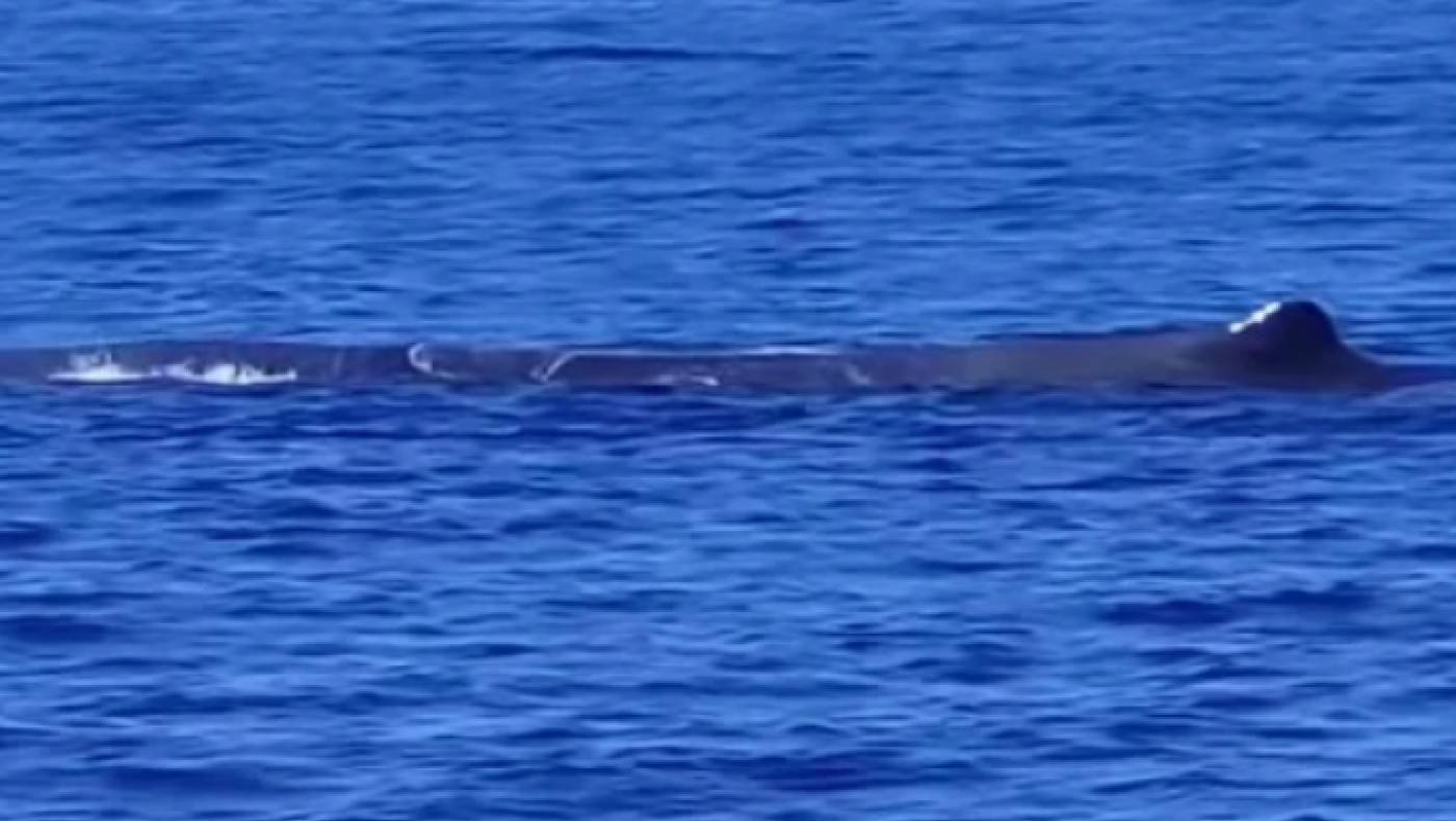 Φάλαινα φυσητήρας εμφανίστηκε ανοιχτά της Ζακύνθου (vid)
