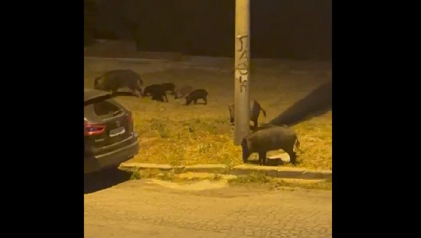 Θεσσαλονίκη: Aγέλη αγριογούρουνων εμφανίστηκε ξανά στα Πεύκα