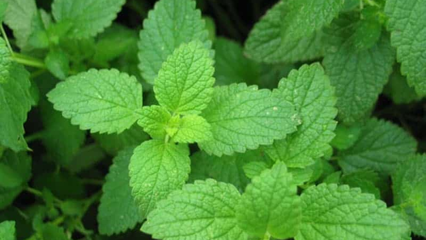 Nόσος Αλτσχάιμερ: Το μυρωδικό που δυναμώνει το μυαλό