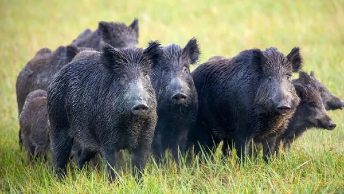 Θεσσαλονίκη: Αγριογούρουνα έκαναν... βόλτα στο Ωραιόκαστρο