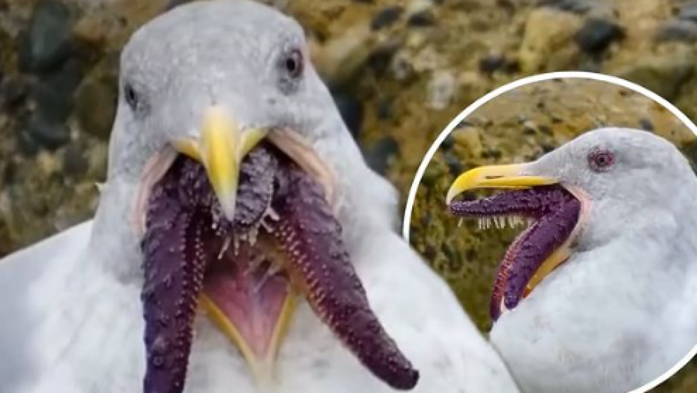 Γλάρος ... «Κθούλου» κατασπαράζει ολόκληρο αστερία!