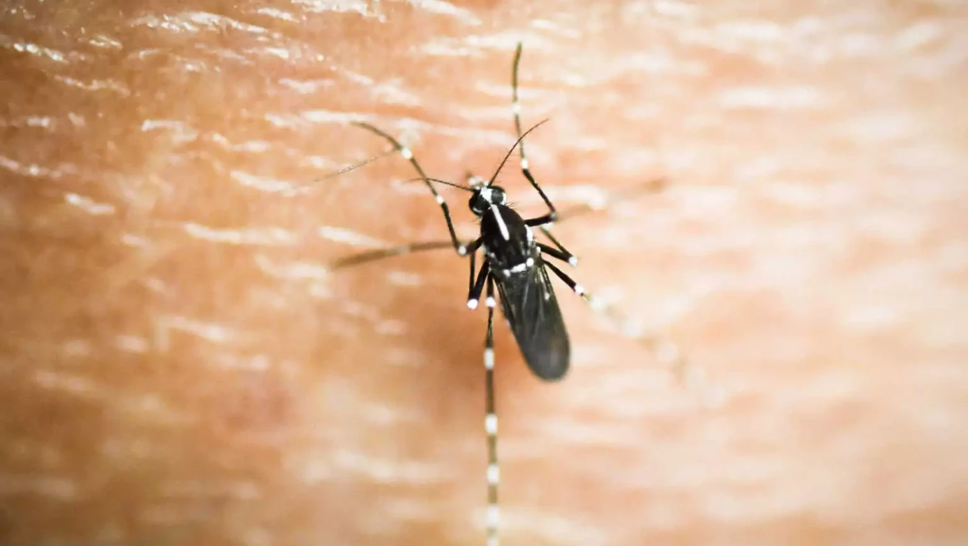 Ιός Δυτικού Νείλου: Στη Λάρισα το πρώτο φετινό κρούσμα