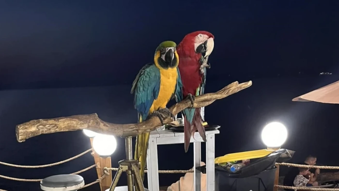 Χαλκιδική: «Κεραμίδα» σε ιδιοκτήτη ξενοδοχείου-Είχε παπαγάλους για... κράχτες