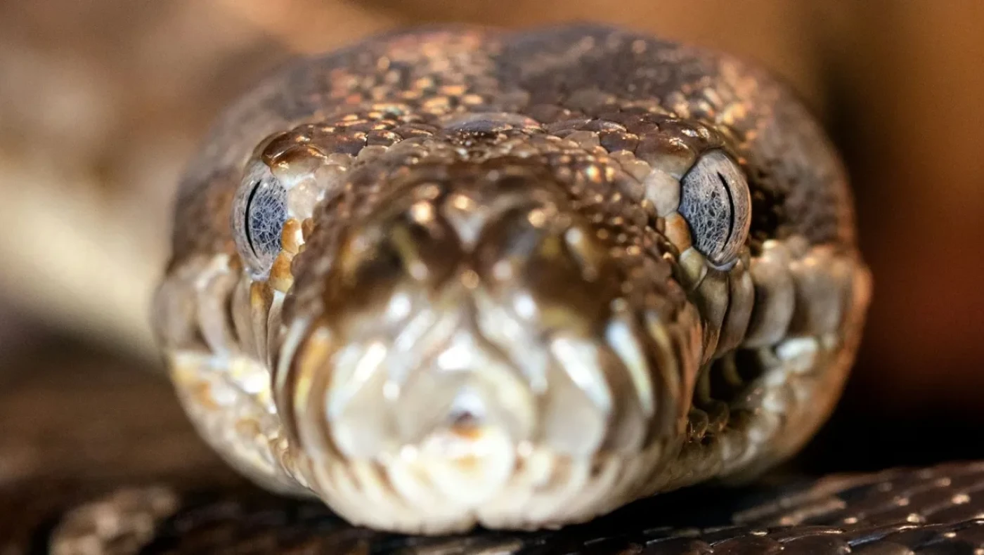 Γυναίκα βρέθηκε νεκρή μέσα στο στομάχι πύθωνα!