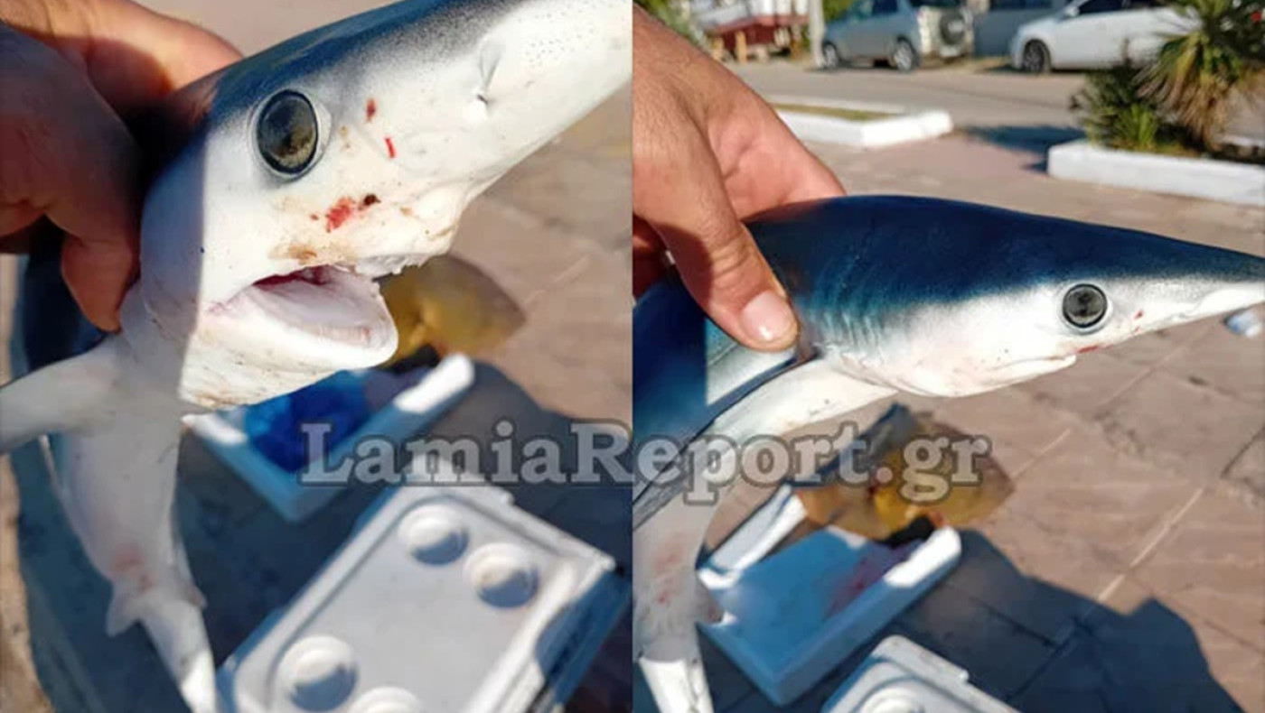Φθιώτιδα: Ψαράς αλίευσε μπλε καρχαρία στην Αγία Μαρίνα