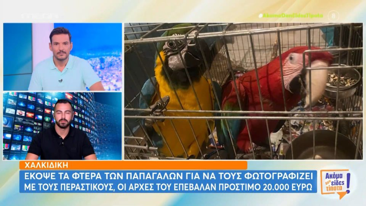 Φρίκη στη Χαλκιδική: Έκοψε τα φτερά των παπαγάλων για να τους φωτογραφίζει με περαστικούς (vid)